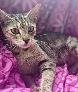 Rescue Tabby Cats for Adoption in Boca Raton, Florida - Mouse | PetCurious