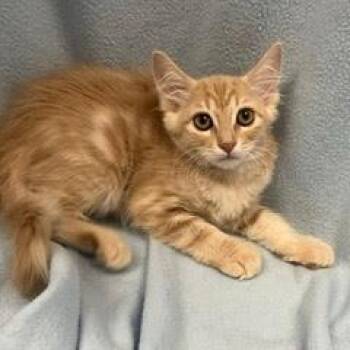 Anchovy -  Tabby Cat for Adoption in Green Valley, Arizona - Anchovy | PetCurious