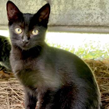 Reba -  Domestic Short Hair Cat for Adoption in North Port, Florida - Reba | PetCurious