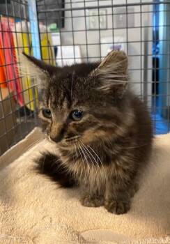 Rescue Domestic Long Hair Cats for Adoption in Rancho Cucamonga, California - UNKNOWN | PetCurious