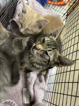 GEORGES -  Domestic Short Hair Cat for Adoption in Sacramento, California - GEORGES | PetCurious