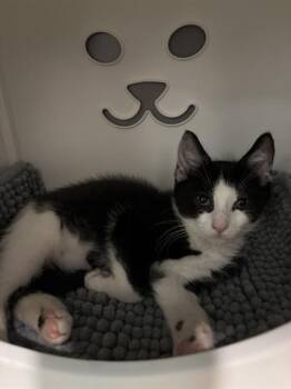 PITCHER PLANT -  Domestic Short Hair Cat for Adoption in Leesburg, Virginia - PITCHER PLANT | PetCurious