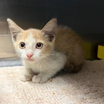 Miles -  Domestic Short Hair Cat for Adoption in Lake Jackson, Texas - Miles | PetCurious