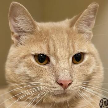 Frito -  Domestic Short Hair Cat for Adoption in Victor, New York - Frito | PetCurious
