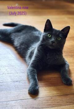 Rescue Domestic Short Hair Cats for Adoption in Syracuse, New York - Valentina (Val) | PetCurious