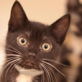 Mermaid Man (gray collar) -  Domestic Short Hair Cat for Adoption in Philadelphia, Pennsylvania - Mermaid Man (gray Collar) | PetCurious