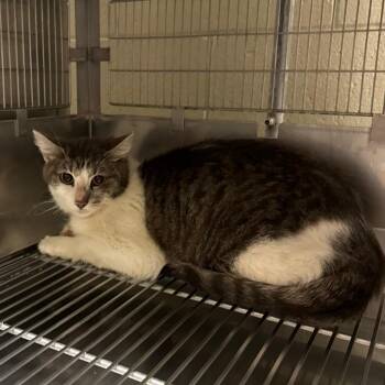 Alyssa -  Domestic Short Hair Cat for Adoption in Bristol, Indiana - Alyssa | PetCurious