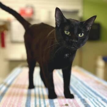 Macy -  Domestic Short Hair Cat for Adoption in Glenwood Springs, Colorado - Macy | PetCurious