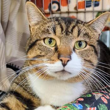 Domestic Short Hair Cats Available for Adoption - Ron | PetCurious