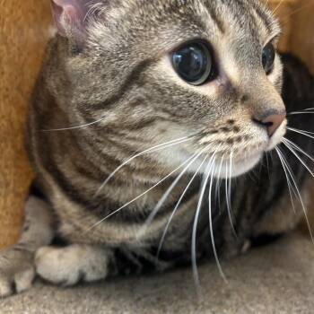 Chunky Omi -  Domestic Short Hair Cat for Adoption in Philadelphia, Pennsylvania - Chunky Omi | PetCurious