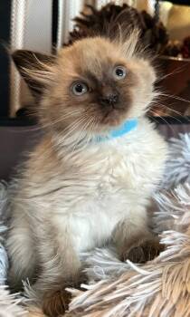 Domestic Medium Hair and Siamese Cats Available for Adoption in Campbell, California - Kimchee | PetCurious