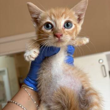 Ahava -  Domestic Short Hair Cat for Adoption in Kanab, Utah - Ahava | PetCurious