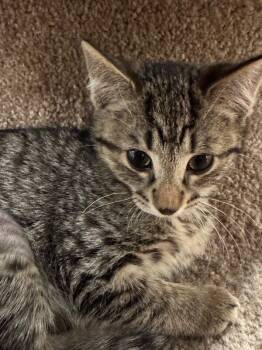 Rescue Domestic Short Hair Cats for Adoption - Nala | PetCurious