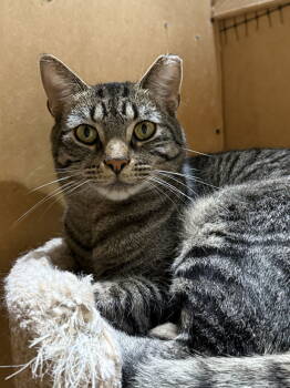 Rescue Domestic Short Hair and Tabby Cats for Adoption in Walled Lake, Michigan - Jingle | PetCurious