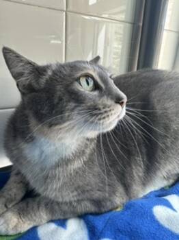 Blush -  Domestic Short Hair Cat for Adoption in Santa Rosa, California - Blush | PetCurious