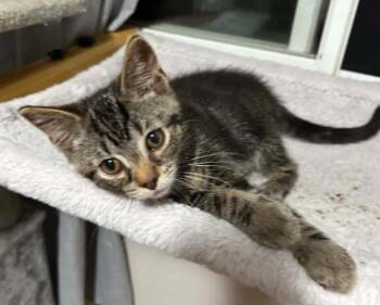Titus -  Domestic Short Hair Cat for Adoption in Battle Creek, Michigan - Titus | PetCurious