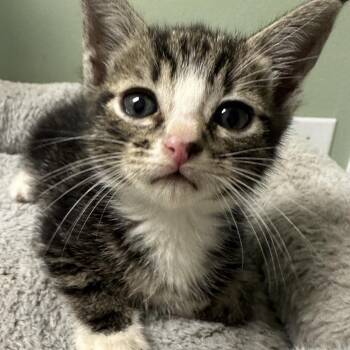 Cleo -  Domestic Short Hair Cat for Adoption in Volcano, Hawaii - Cleo | PetCurious
