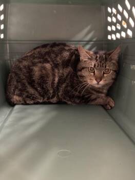 Domestic Short Hair Cats Available for Adoption in Loveland, Colorado - XENA | PetCurious