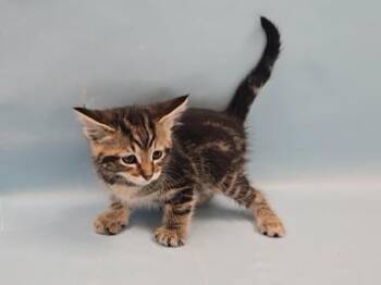 Poppy Seed -  Domestic Short Hair Cat for Adoption in Minneapolis, Minnesota - Poppy Seed | PetCurious