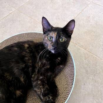 Ingrid -  Domestic Short Hair Cat for Adoption in Green Bay, Wisconsin - Ingrid | PetCurious