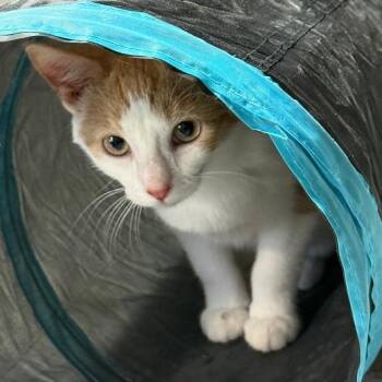 CASS -  Domestic Short Hair Cat for Adoption in Gresham, Wisconsin - CASS | PetCurious