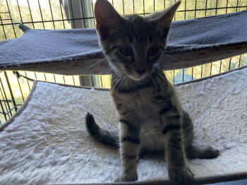 Rescue Domestic Short Hair Cats for Adoption in Breinigsville, Pennsylvania - Stormy | PetCurious