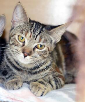 SCHMOOPSIE POO -  Tabby Cat for Adoption in San Clemente, California - SCHMOOPSIE POO | PetCurious