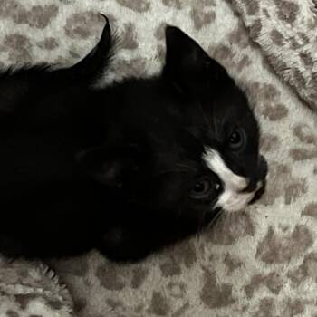 Squishy -  Domestic Short Hair Cat for Adoption in West Palm Beach, Florida - Squishy | PetCurious