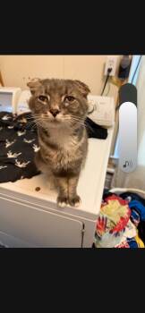 Baby Girl -  Domestic Medium Hair Cat for Adoption - Baby Girl | PetCurious