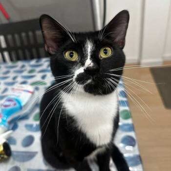 Milo -  Domestic Short Hair Cat for Adoption in New York, New York - Milo | PetCurious