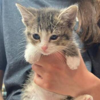 Domestic Short Hair Cats Available for Adoption - Lemonade C11025 | PetCurious