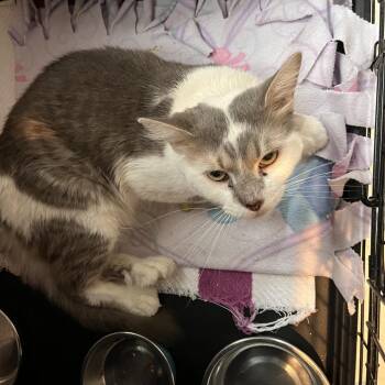 Retro -  Domestic Medium Hair Cat for Adoption in Salisbury, Massachusetts - Retro | PetCurious