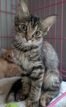 Bridget -  Tabby Cat for Adoption in Somerset, Kentucky - Bridget | PetCurious