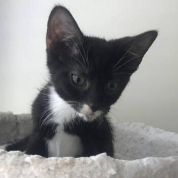 Turmoil -  Tuxedo and Domestic Short Hair Cat for Adoption in Knoxville, Tennessee - Turmoil | PetCurious