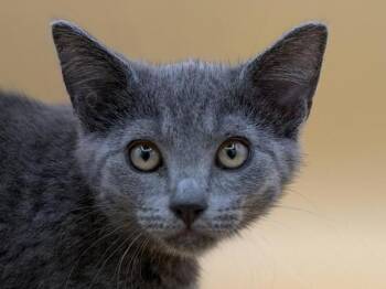 Andrea -  Domestic Short Hair Cat for Adoption in Portland, Oregon - Andrea | PetCurious