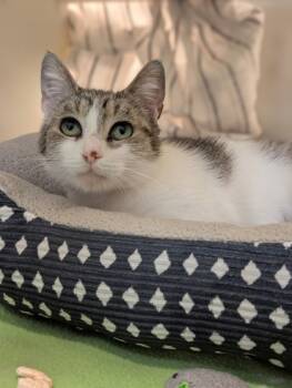 Rescue Domestic Short Hair Cats for Adoption in Cumming, Georgia - Puffin 358-25 | PetCurious