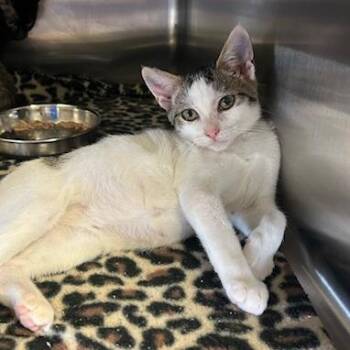 Roger -  Domestic Short Hair Cat for Adoption in Knoxville, Tennessee - Roger | PetCurious