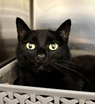 Hope -  Domestic Short Hair Cat for Adoption in Golden, Colorado - Hope | PetCurious