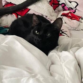 Taco bell -  American Shorthair Cat for Adoption in Bristol, Indiana - Taco Bell | PetCurious