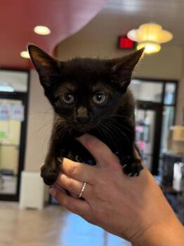 Oboe -  Domestic Short Hair Cat for Adoption in Cincinnati, Ohio - Oboe | PetCurious