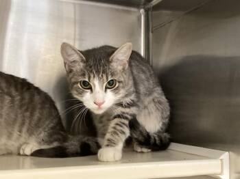 Domestic Short Hair Cats Available for Adoption - ERICA | PetCurious