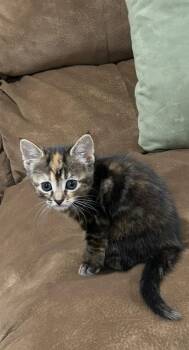 Domestic Short Hair Cats Available for Adoption - Elsa | PetCurious