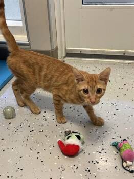 CHEETO PUFF -  Domestic Short Hair Cat for Adoption in Forney, Texas - CHEETO PUFF | PetCurious
