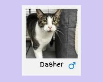Domestic Short Hair Cats Available for Adoption - Dasher | PetCurious