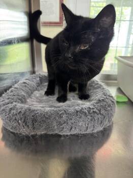 Gaia -  Domestic Short Hair Cat for Adoption in Austin, Minnesota - Gaia | PetCurious