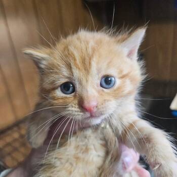Domestic Short Hair Cats Available for Adoption in Watertown, New York - Cookie Crumble | PetCurious