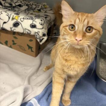 Maine Coon Cats Available for Adoption in Saint Charles, Missouri - Cheeto | PetCurious