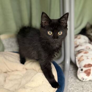 Erebus -  Domestic Short Hair Cat for Adoption in Enfield, New Hampshire - Erebus | PetCurious