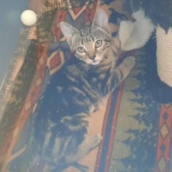 Malic -  Domestic Short Hair Cat for Adoption in Watertown, New York - Malic | PetCurious