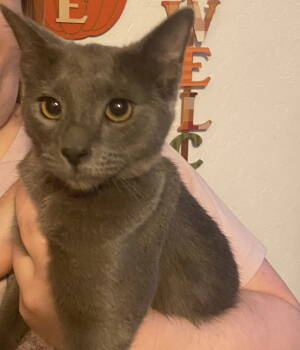 Rescue Domestic Short Hair Cats for Adoption in Visalia, California - Cecelia | PetCurious